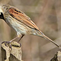 Common Reed Bunting Photograph by Baggieoldboy Common Reed Bunting Photograph by Baggieoldboy