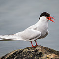 Common Tern Photograph by Torbjorn Swenelius Common Tern Photograph by Torbjorn Swenelius