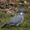 Common Wood Pigeon's profile Photograph by Torbjorn Swenelius Common Wood Pigeon's profile Photograph by Torbjorn Swenelius