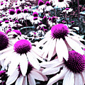 Cone Flower Delight Photograph by Kevyn Bashore Cone Flower Delight Photograph by Kevyn Bashore