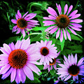 Cone Flower Joy Photograph by Kevyn Bashore Cone Flower Joy Photograph by Kevyn Bashore
