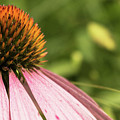 Coneflower Photograph by Holly Ross Coneflower Photograph by Holly Ross