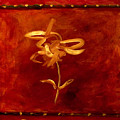 Confidence by Shannon Grissom Confidence by Shannon Grissom
