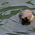 Contentment Photograph by Paula Guttilla Contentment Photograph by Paula Guttilla