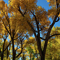 Contrasts of Fall by Frank Madia Contrasts of Fall by Frank Madia