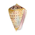 Conus Leopardus Shell Painting by Amy Kirkpatrick Conus Leopardus Shell Painting by Amy Kirkpatrick