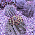 Cool Sunset Desert Cacti Photograph by Aimee L Maher ALM GALLERY Cool Sunset Desert Cacti Photograph by Aimee L Maher ALM GALLERY