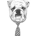 Cooldog Drawing by Balazs Solti Cooldog Drawing by Balazs Solti