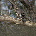 Cooper Hawk Photograph by Geoff Jewett Cooper Hawk Photograph by Geoff Jewett