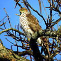 Cooper's Hawk Keeping Watch Photograph by Linda Stern Cooper's Hawk Keeping Watch Photograph by Linda Stern