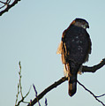 Cooper's Hawk by Steve Karol Cooper's Hawk by Steve Karol