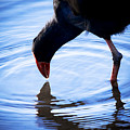 Coot Pond Droplet by Jorgo Photography - Wall Art Gallery Coot Pond Droplet by Jorgo Photography - Wall Art Gallery