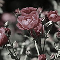 Copper Rouge Rose in Almost Black and White by Colleen Cornelius Copper Rouge Rose in Almost Black and White by Colleen Cornelius