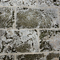 Coral Wall 205 Photograph by Michael Fryd Coral Wall 205 Photograph by Michael Fryd