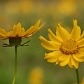 Coreopsis Photograph by Robert Charity Coreopsis Photograph by Robert Charity