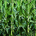 Corn Field's First Row Photograph by Onyonet Photo Studios Corn Field's First Row Photograph by Onyonet Photo Studios