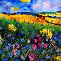 Cornflowers 680808 by Pol Ledent Cornflowers 680808 by Pol Ledent