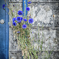 Cornflowers Photograph by Nigel R Bell Cornflowers Photograph by Nigel R Bell