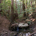 Corte Madera Creek on Mt Tamalpais #6 Photograph by Ben Upham III Corte Madera Creek on Mt Tamalpais #6 Photograph by Ben Upham III