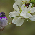 Costas Hummingbird on an Anacacho Orchid Branch by Teresa Wilson