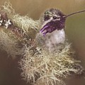 Costas Hummingbird Painted by Teresa Wilson