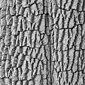 Cottonwood Tree Texture Black and White Print Photograph by James BO Insogna Cottonwood Tree Texture Black and White Print Photograph by James BO Insogna