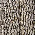 Cottonwood Tree Texture Print Photograph by James BO Insogna Cottonwood Tree Texture Print Photograph by James BO Insogna