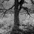 Coulee Oak Photograph by Mark Mille Coulee Oak Photograph by Mark Mille