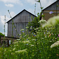 Country Life Photograph by Holden The Moment Country Life Photograph by Holden The Moment
