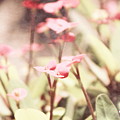 Country Memories in Prism Pink by Colleen Cornelius Country Memories in Prism Pink by Colleen Cornelius