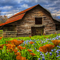 Country Poppies Photograph by Debra and Dave Vanderlaan Country Poppies Photograph by Debra and Dave Vanderlaan