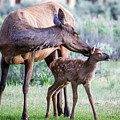 Cow and Calf Elk Photograph by Wesley Aston Cow and Calf Elk Photograph by Wesley Aston