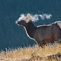 Cow Elk with Steamy Breath Photograph by Mark Miller Cow Elk with Steamy Breath Photograph by Mark Miller