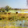 Cows In The Desert by Karen W Meyer Cows In The Desert by Karen W Meyer