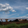 Cows on the Farm Photograph by Holden The Moment Cows on the Farm Photograph by Holden The Moment
