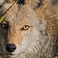 Coyote in the Yucca by Lisa Manifold