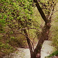 Cozy Stream in American Fork Canyon Utah by Colleen Cornelius Cozy Stream in American Fork Canyon Utah by Colleen Cornelius