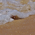 Crab in the Surf Photograph by Jeremy Hayden Crab in the Surf Photograph by Jeremy Hayden