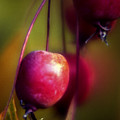 Crabapple by Lee Santa Crabapple by Lee Santa