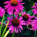 Crazy for Coneflowers Photograph by Kendall McKernon Crazy for Coneflowers Photograph by Kendall McKernon