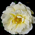 Cream Rose on Black background. Photograph by Elena Perelman Cream Rose on Black background. Photograph by Elena Perelman