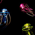 Creatures Of The Deep by Jorgo Photography - Wall Art Gallery Creatures Of The Deep by Jorgo Photography - Wall Art Gallery