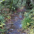 Creek on Mt Tamalpais 2 Photograph by Ben Upham III Creek on Mt Tamalpais 2 Photograph by Ben Upham III