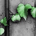 Creeping Vine by Coke Mattingly