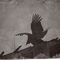 Creepy Buzzard Photograph by John Benedict Creepy Buzzard Photograph by John Benedict