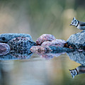 Crested Tit's reflection Photograph by Torbjorn Swenelius Crested Tit's reflection Photograph by Torbjorn Swenelius