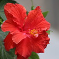 Crimson Red Hibiscus in Desert Sun Photograph by Colleen Cornelius Crimson Red Hibiscus in Desert Sun Photograph by Colleen Cornelius
