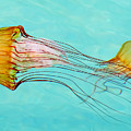 Criss Cross Photograph by Derek Dean Criss Cross Photograph by Derek Dean