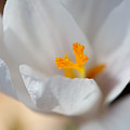 Crocus by Jane Melgaard