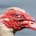 Crying Goose Photograph by Dani McEvoy Crying Goose Photograph by Dani McEvoy